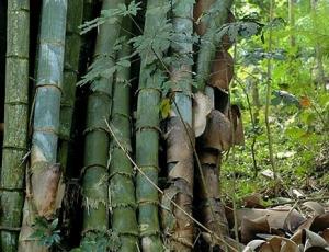 Jual Bambu Petung Murah
